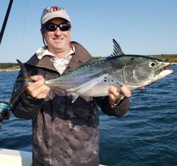 Boston Fishing Guide, Little Tunny